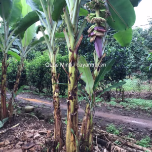 Cây Chuối Cau