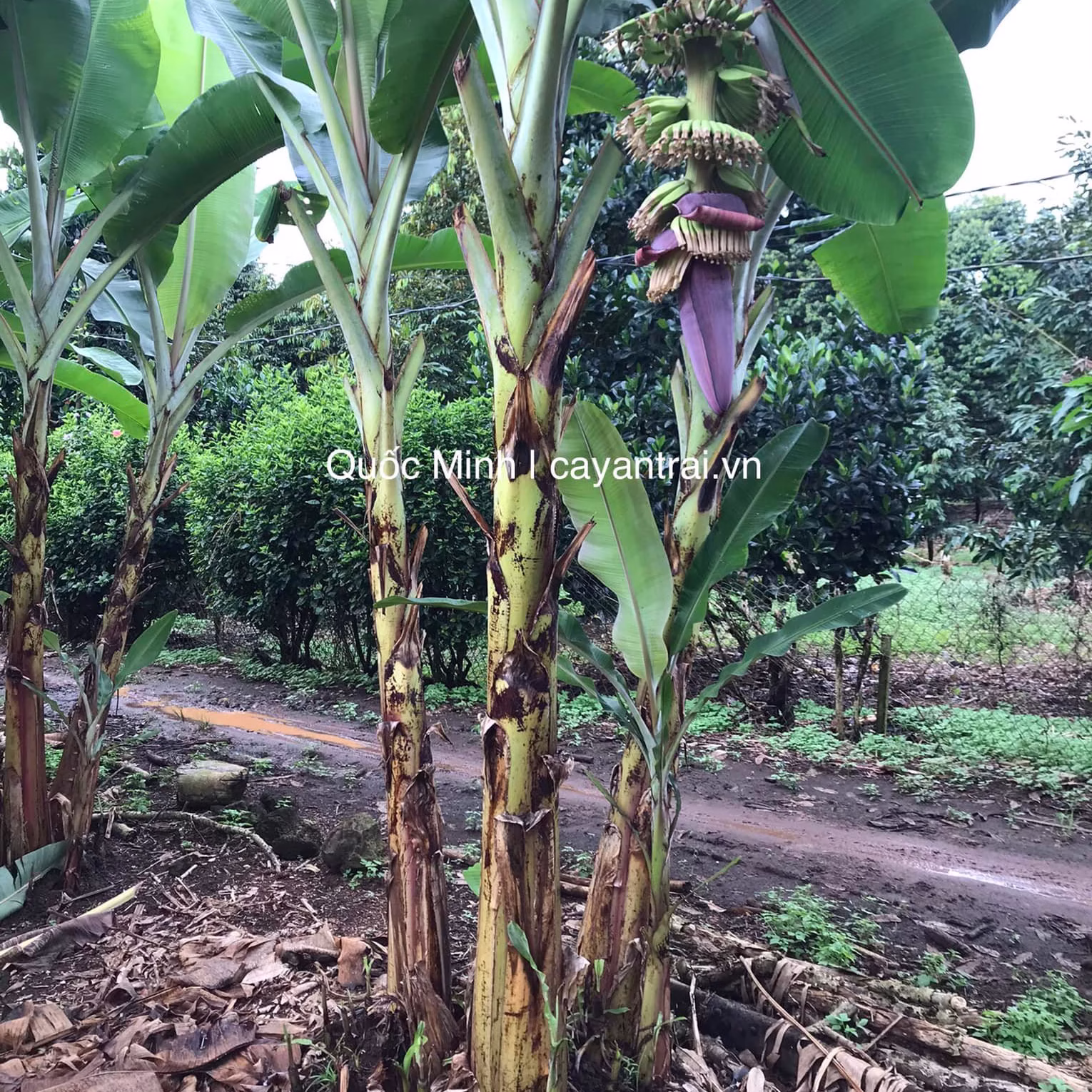 Cây Chuối Cau