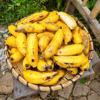 Cây Chuối Chà Bột
