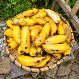 Cây Chuối Chà Bột