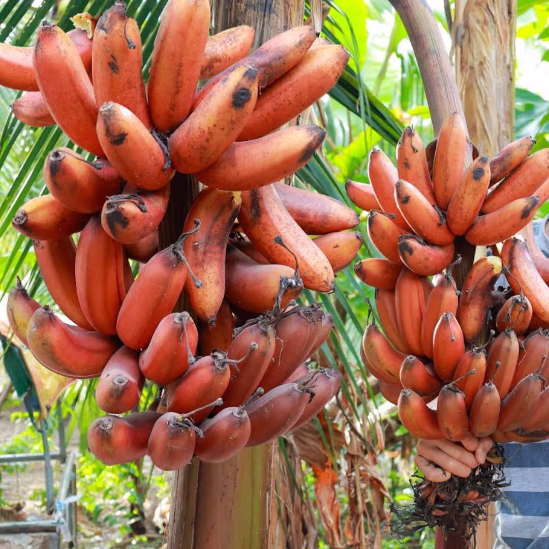 Cây Chuối Đỏ Dacca