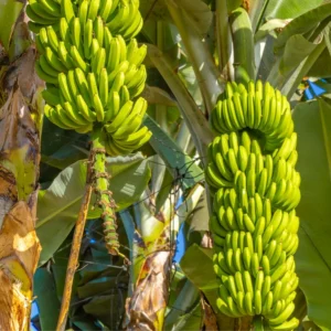 Cây Chuối Già Lùn Nam Mỹ
