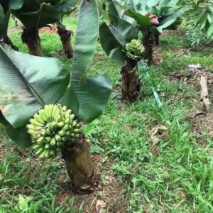 Chuối Siêu Lùn Nam Mỹ
