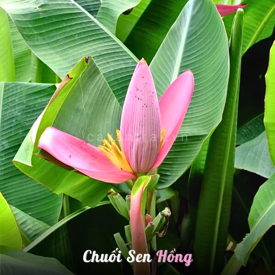 Cây Chuối Sen Hồng