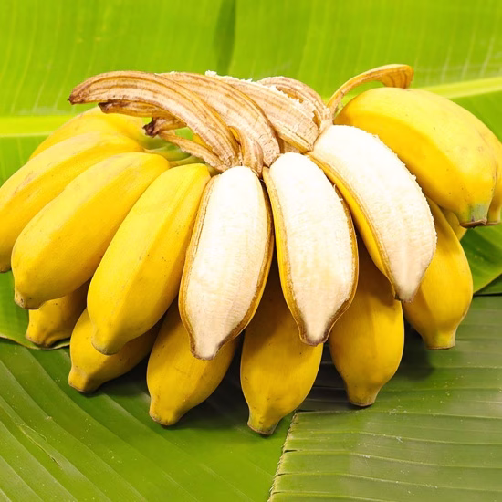 Cây Chuối Sứ