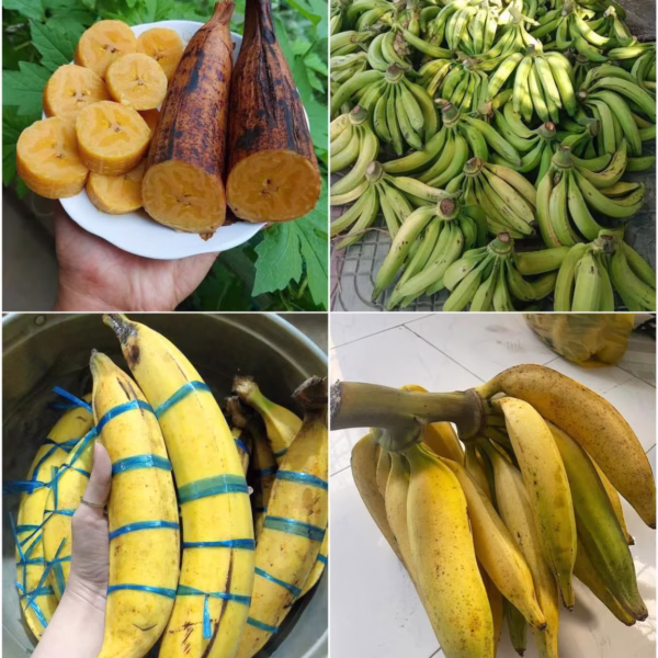 Cây Chuối Tá Quạ