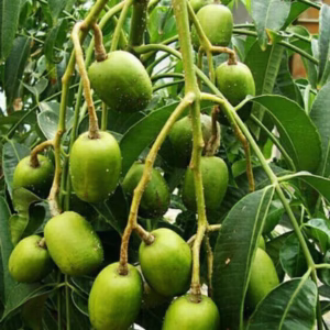 Cây Cóc Thái