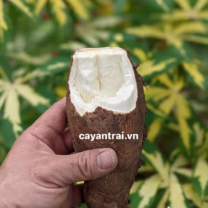 Cây Khoai Mì Cẩm Thạch