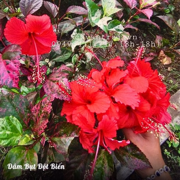 Cây Dâm Bụt Đột Biến