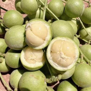 Cây Dâu Da Xanh (Dâu Xanh Gia Bảo)