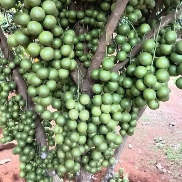 Cây Dâu Da Xanh (Dâu Xanh Gia Bảo)