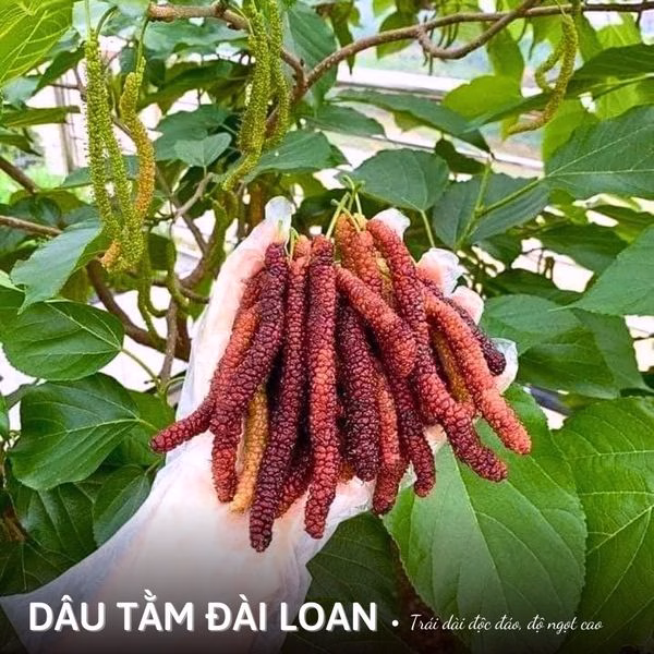 Cây Dâu Tằm Trái Dài Đài Loan