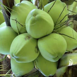 Cây Dừa Xiêm Dứa
