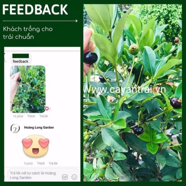 Cây Cherry Brazil