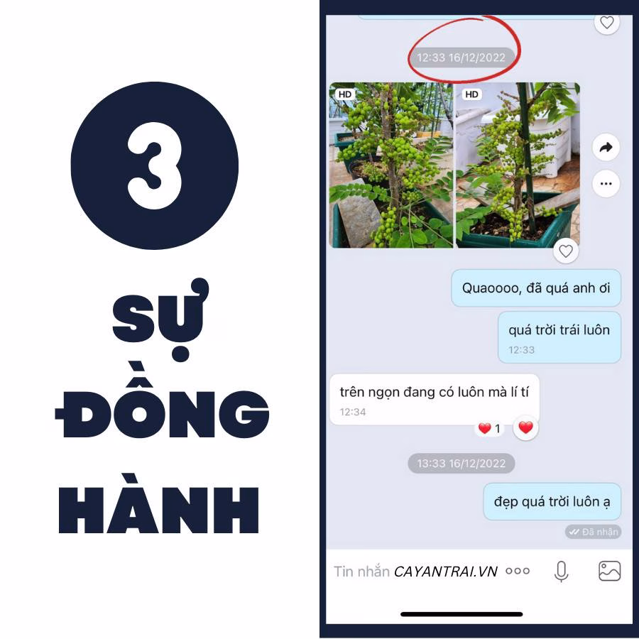 Chùm Ruột Ngọt Siêu Trái