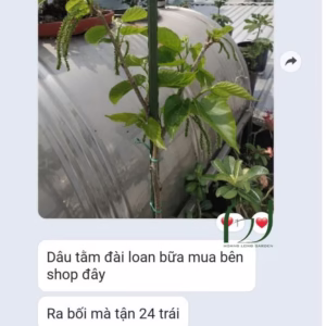 Cây Dâu Tằm Trái Dài Đài Loan