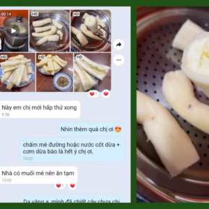 Cây Khoai Mì Cẩm Thạch