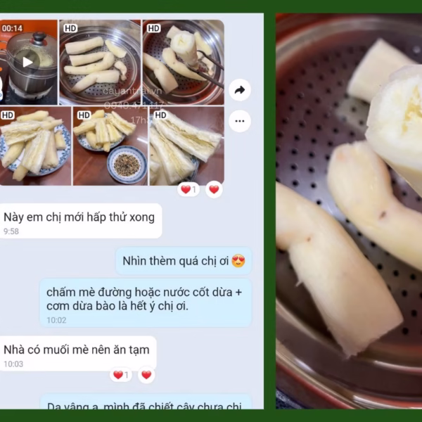 Cây Khoai Mì Cẩm Thạch