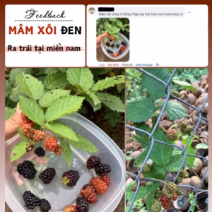 Cây Mâm Xôi Đen (Phúc Bồn Tử Đen)