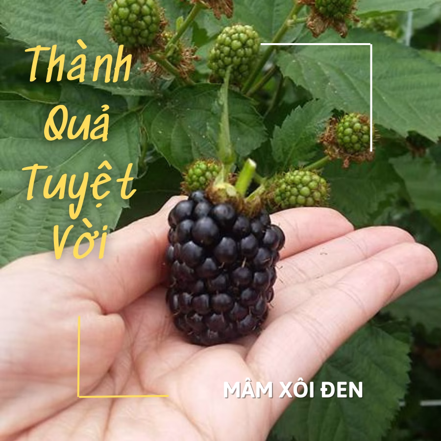 Cây Mâm Xôi Đen (Phúc Bồn Tử Đen)