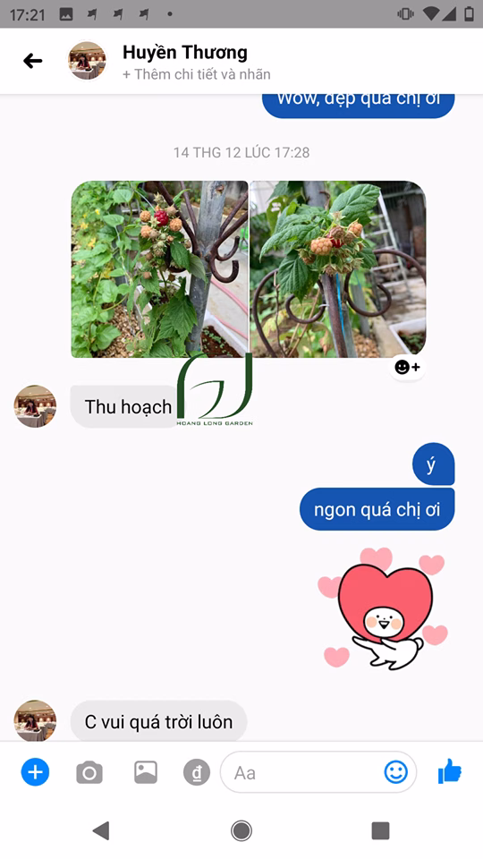 Cây Mâm Xôi Đỏ