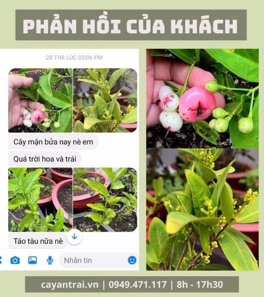 Cây Mận Hoàng Yến
