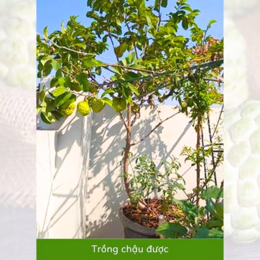 Cây Mãng Cầu Na Thái (Mãng Cầu Nữ Hoàng)