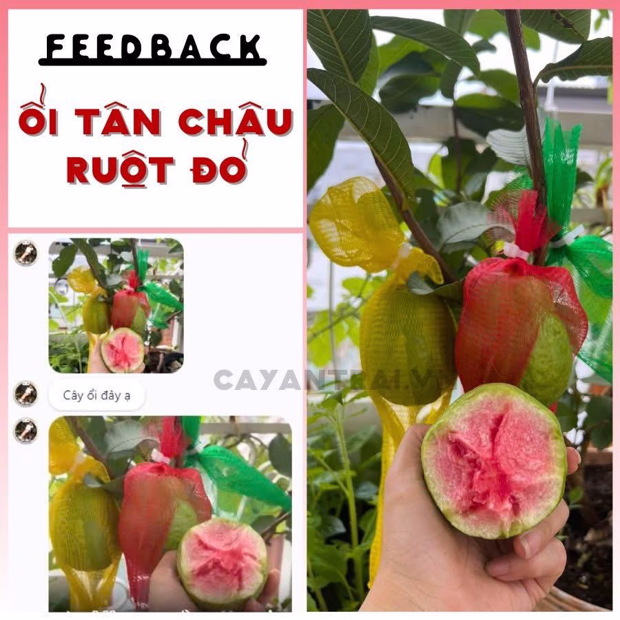 Cây Ổi Trân Châu Ruột Đỏ