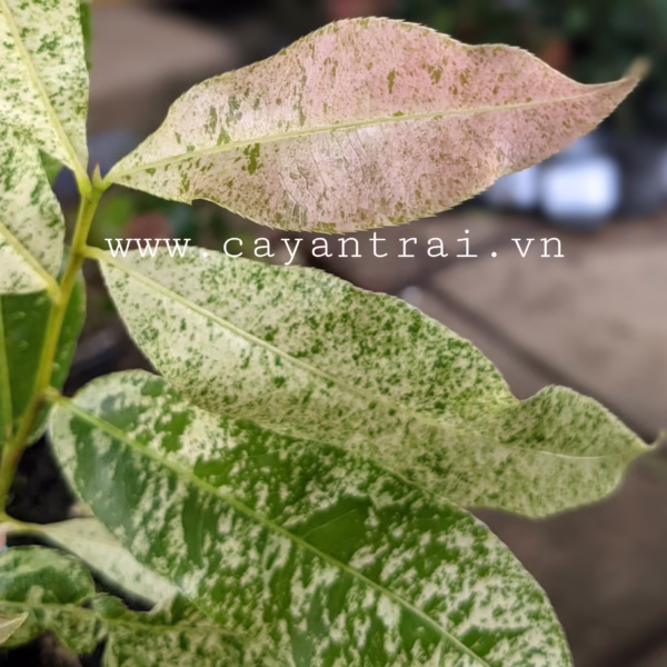 Cây Mai Giảo Bạch Kim (Mai Vàng Lá Cẩm Thạch)