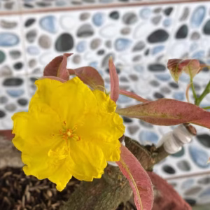 Cây Mai Giảo Bạch Kim (Mai Vàng Lá Cẩm Thạch)