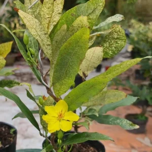 Cây Mai Giảo Bạch Kim (Mai Vàng Lá Cẩm Thạch)
