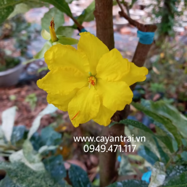Cây Mai Giảo Bạch Kim (Mai Vàng Lá Cẩm Thạch)