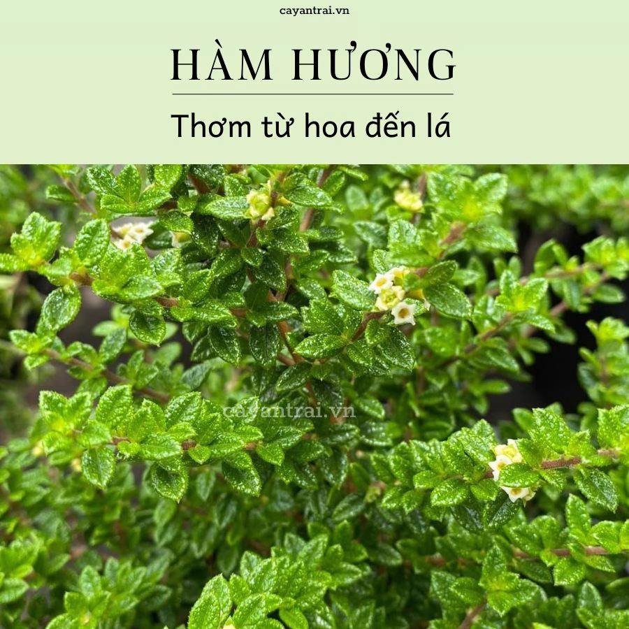 Cây Hàm Hương