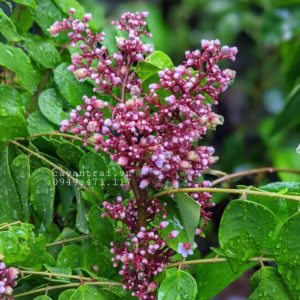 Cây Khế Ngọt Ta