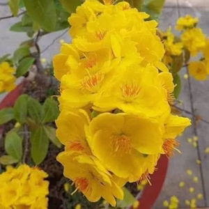 Cây Mai Giảo Như Ý