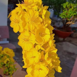Cây Mai Giảo Như Ý