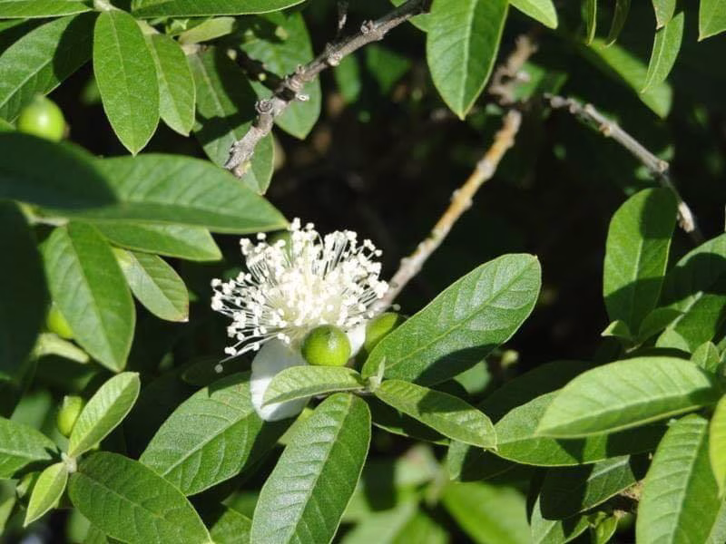 Cây Ổi Sẻ Nhật