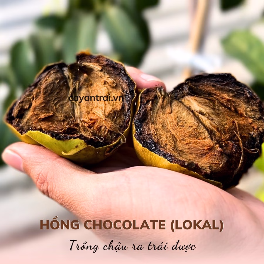 Cây Hồng Chocolate Lokal