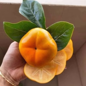 Cây Hồng Giòn Nhật Bản