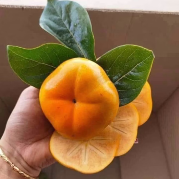 Cây Hồng Giòn Nhật Bản