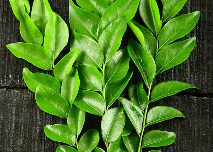 cây gia vị cà ri