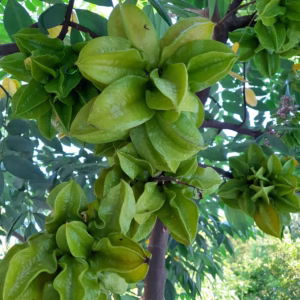 Cây Khế Chùm
