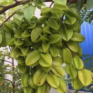 Cây Khế Ngọt Ta