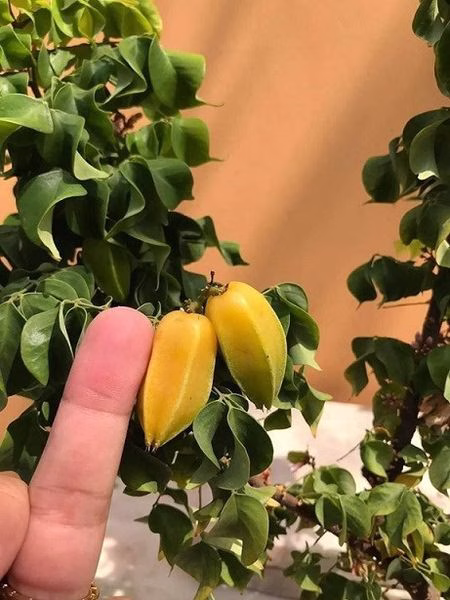 Cây Khế Ngọt Lá Xoắn