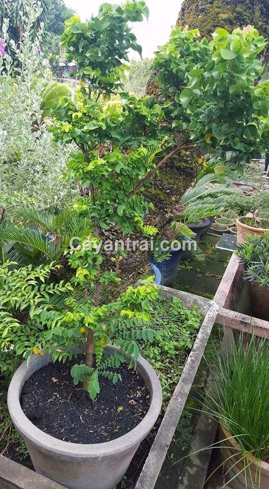 Cây Khế Ngọt Lá Xoắn