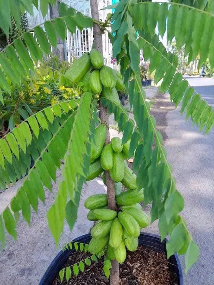 Cây Khế Tàu (Khế Tây)