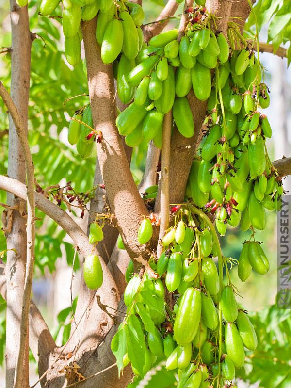 Khế Tàu mọc thành từng chùm, có hình bầu dục dài