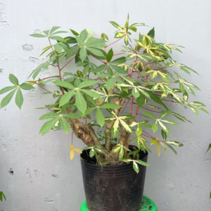 Cây Khoai Mì Cẩm Thạch