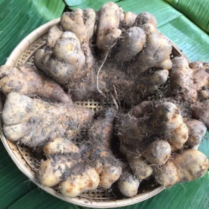 Cây Khoai Từ