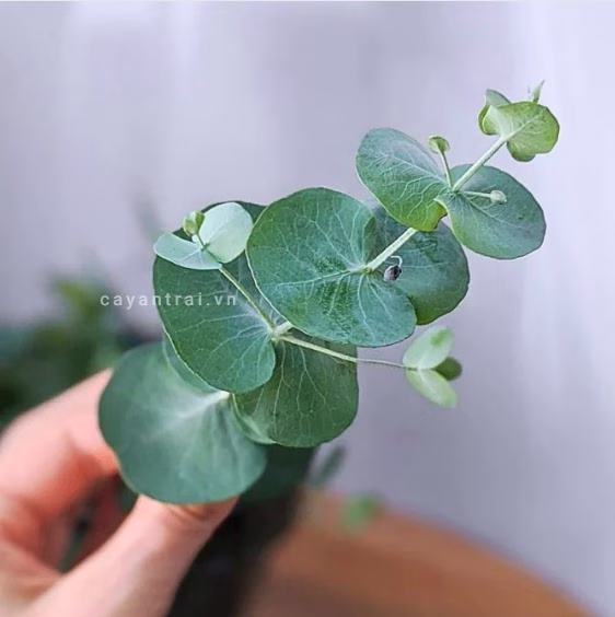 Cây Đô La Lá Bạc (Khuynh Diệp Lá Bạc)